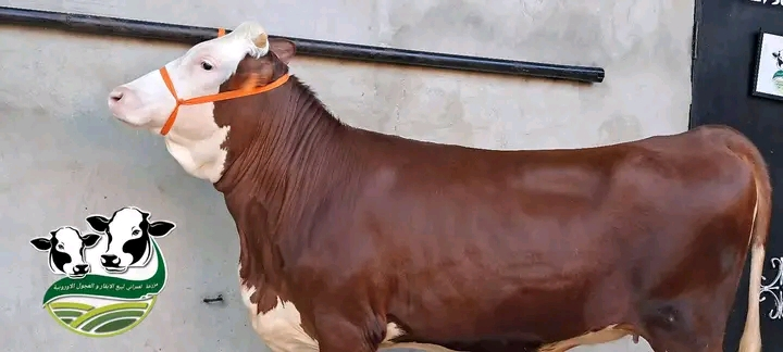 عجلات