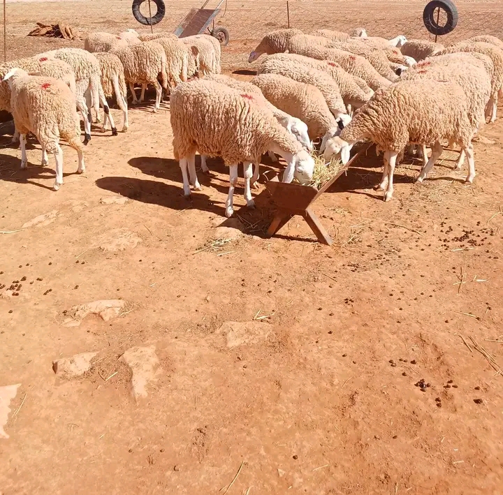 علوشات