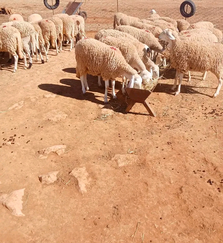 علوشات