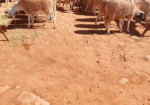 علوشات