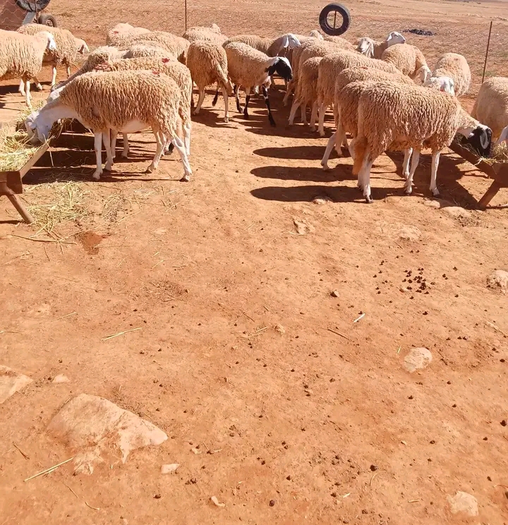 علوشات