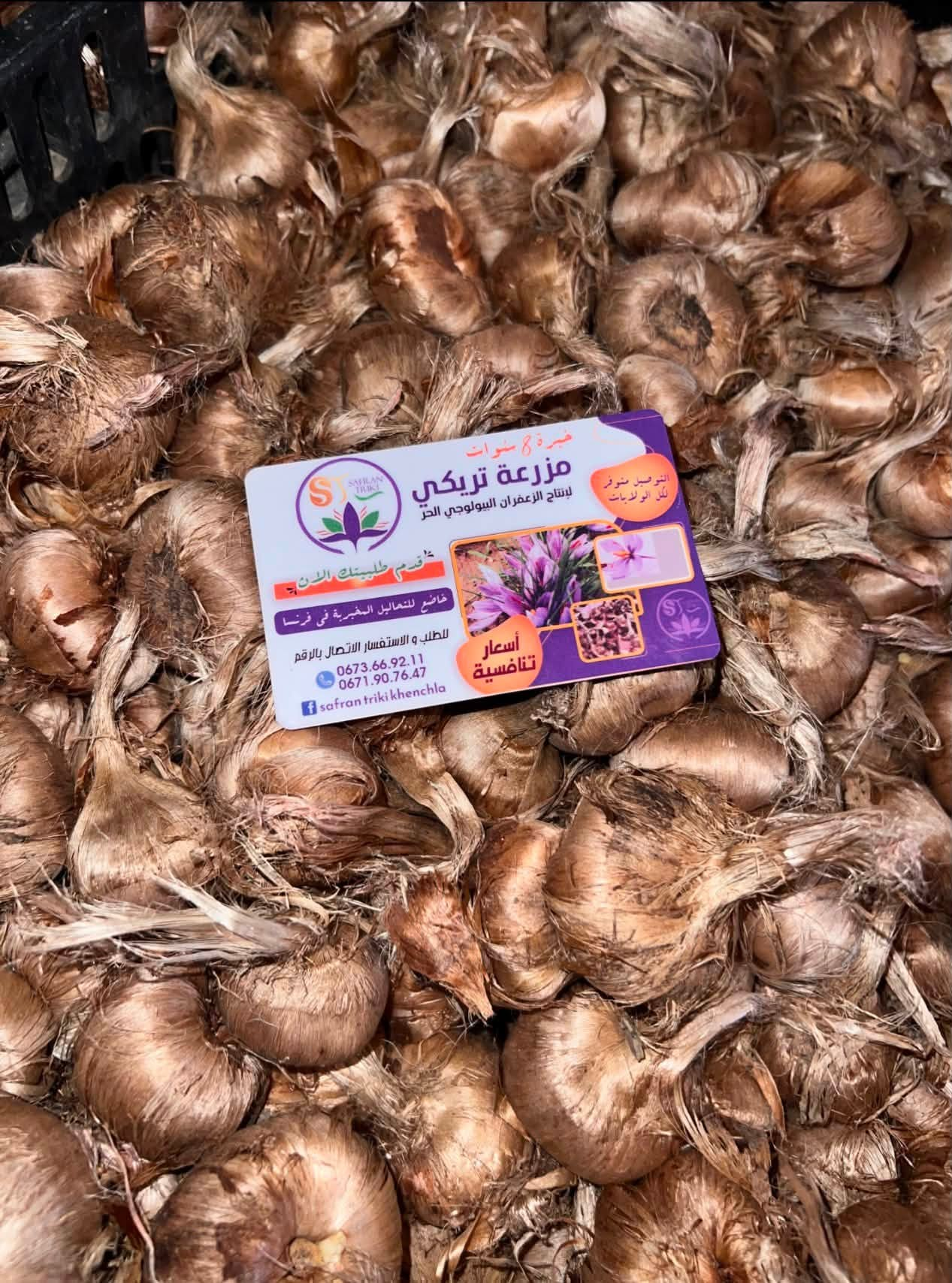 بصيلات زعفران