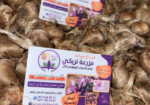 بصيلات زعفران