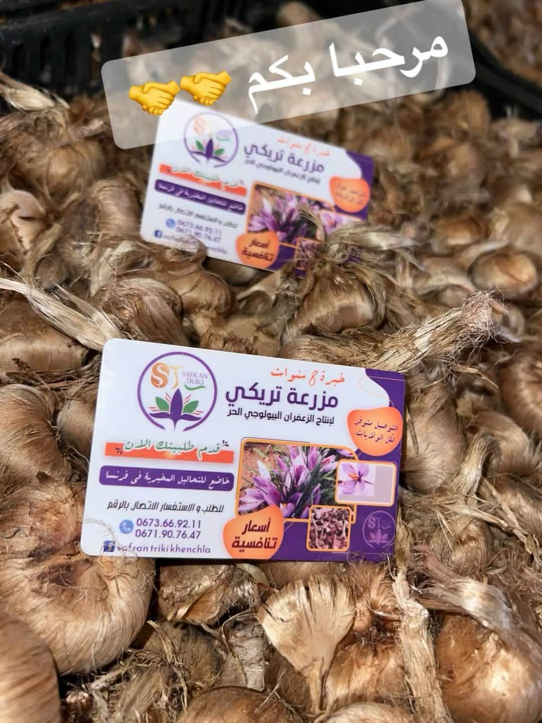بصيلات زعفران
