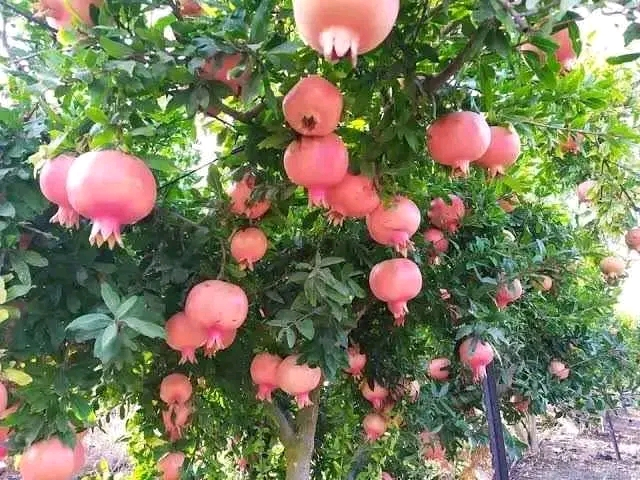 رمان