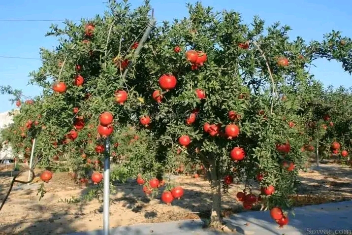 رمان