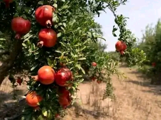 رمان
