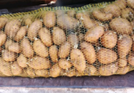 زريعة بطاطا