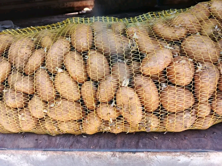 زريعة بطاطا