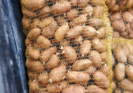 زريعة بطاطا