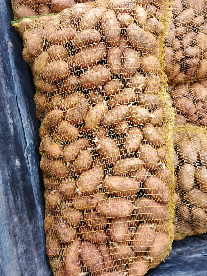 زريعة بطاطا