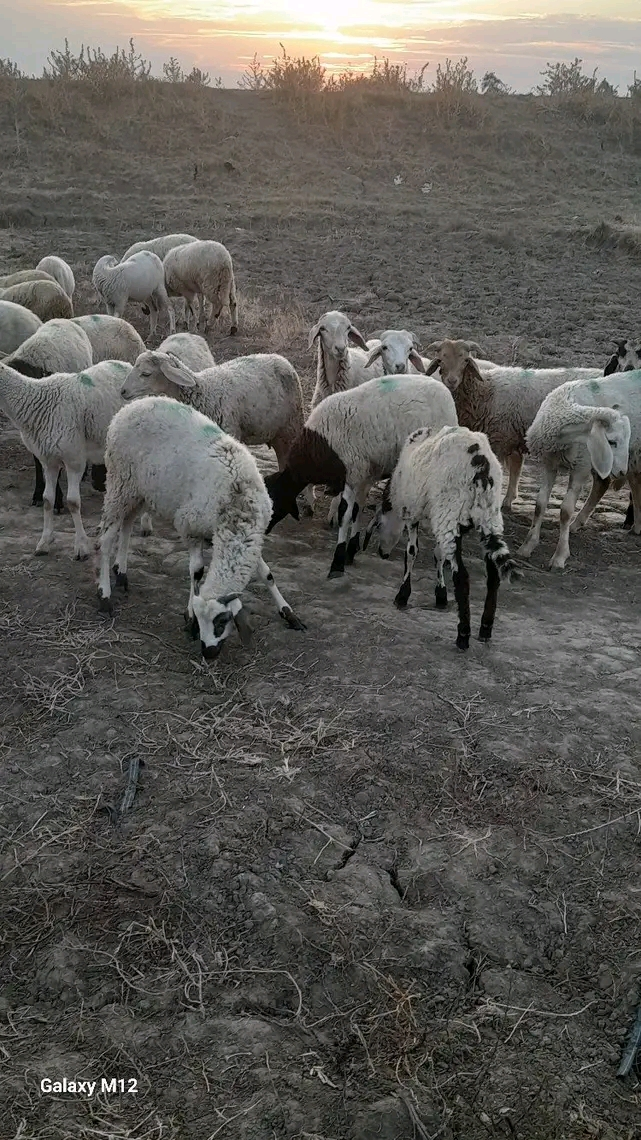 خرفان
