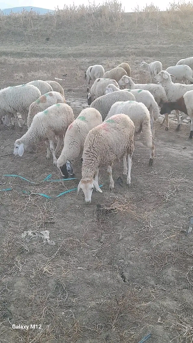 خرفان