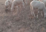 خرفان