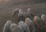 خرفان