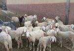 خرفان