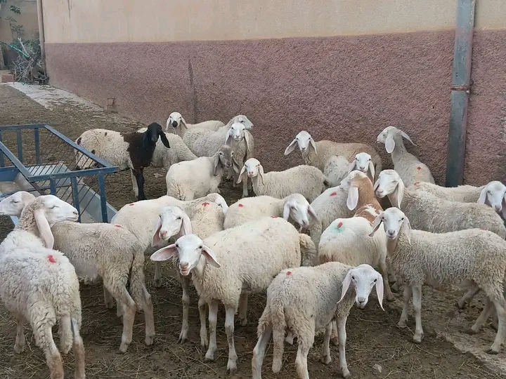 خرفان