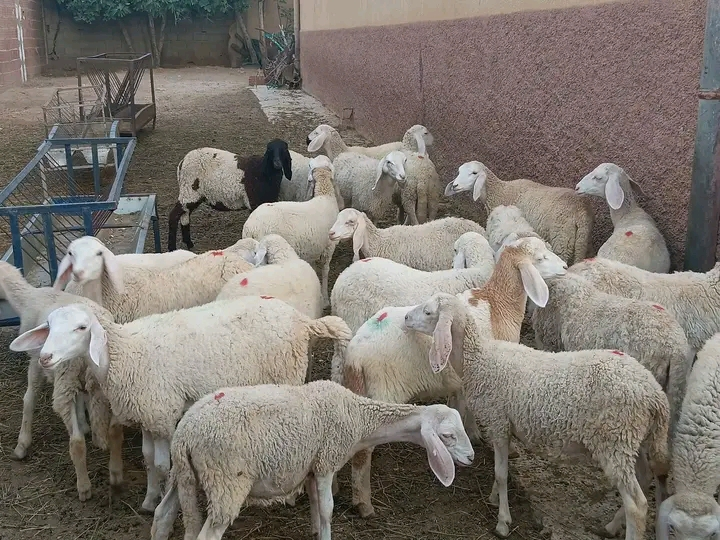 خرفان