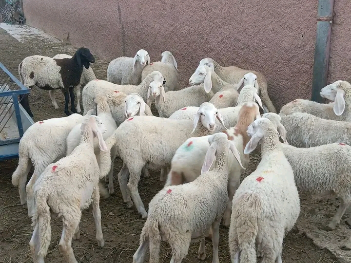 خرفان