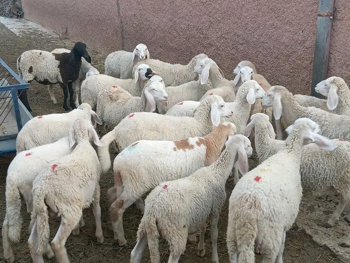 خرفان