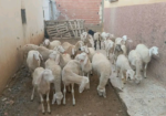 خرفان